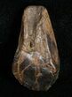 Partially Worn Triceratops Tooth #5705-1